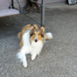 Meet your Posher, Shirley bill